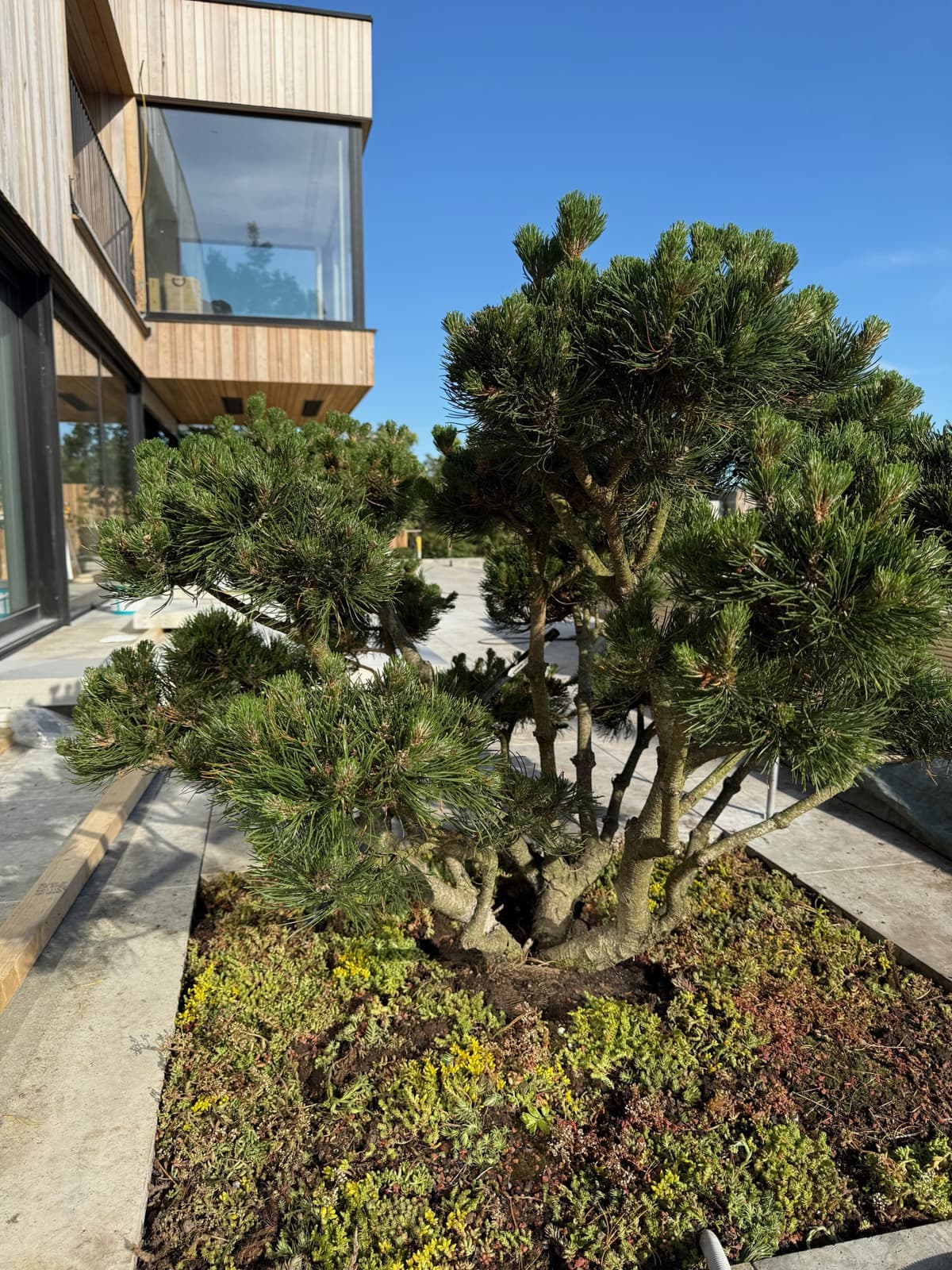 project-lili image 7